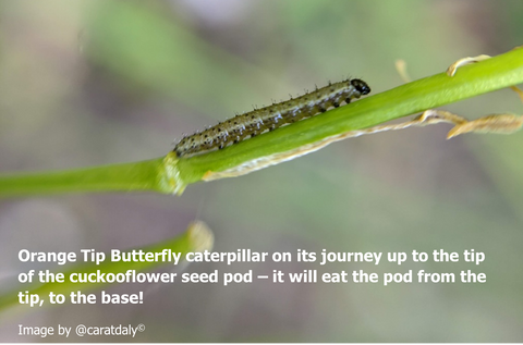 Orange Tip Butterfly caterpillar on its journey up to the tip of the cuckooflower seed pod – it will eat the pod from the tip, to the base!