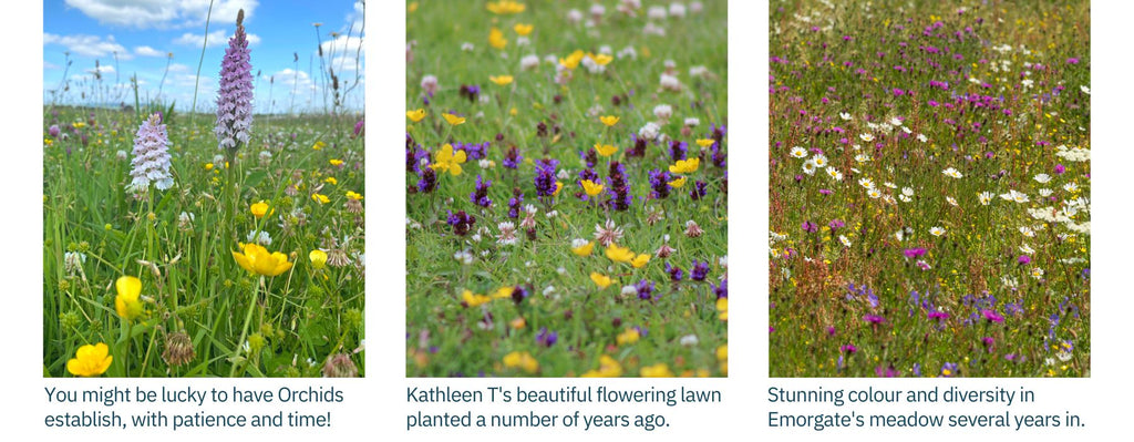 wildflower meadows