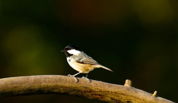 Coal Tit Ireland