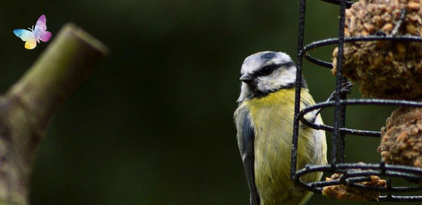 Why do garden birds prefer particular foods