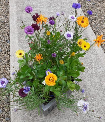 Blooming Native wildflower Seeds for Patio Pots and windo boxes