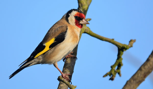 Goldfinch Ireland