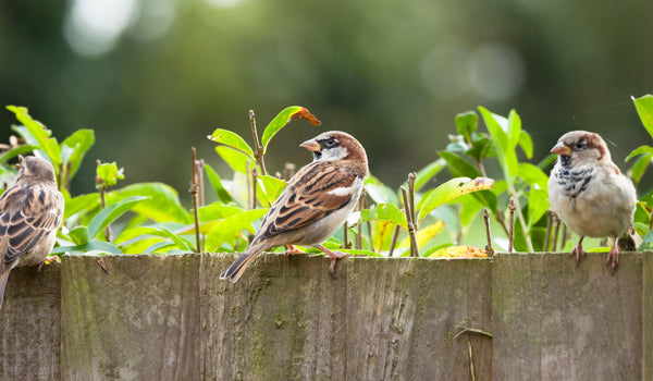 House Sparrow Ireland