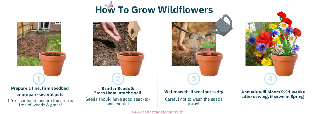 How to grow wildlfower seeds - step by step