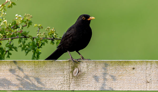 Irish Black Bird