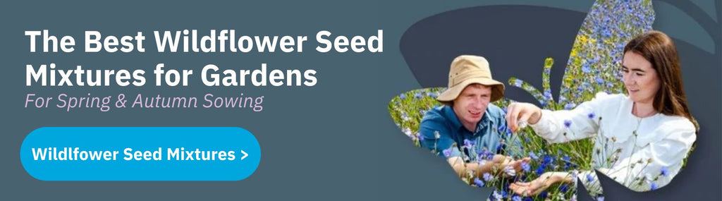 Wildflower Seed Mixtures
