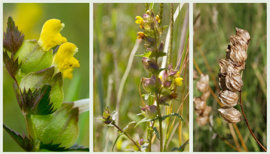 Identifying yellow rattle seed