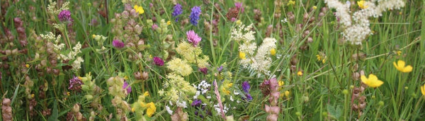 Traditional Irish Native Wildflower Meadow - irish provenance seed