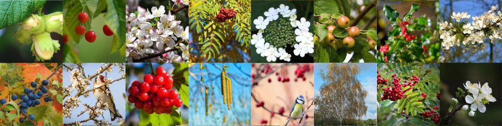 Native TREES AND HEDGING