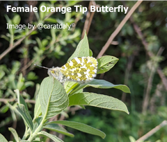Female Orange Tip Butterfly 