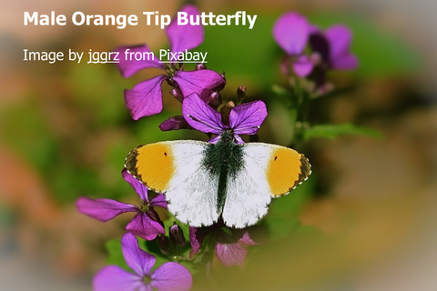 Male Orange Tip Butterfly feeding on nectar from flower