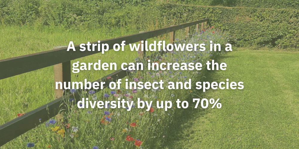 A strip of wildflowers increases insect and pollinator life