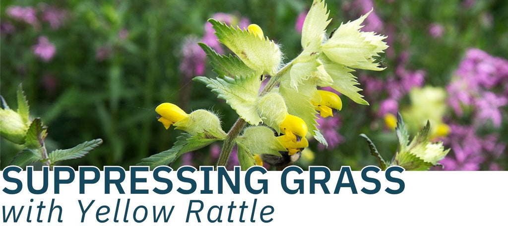 Supressing grass growth with Yellow Rattle seed