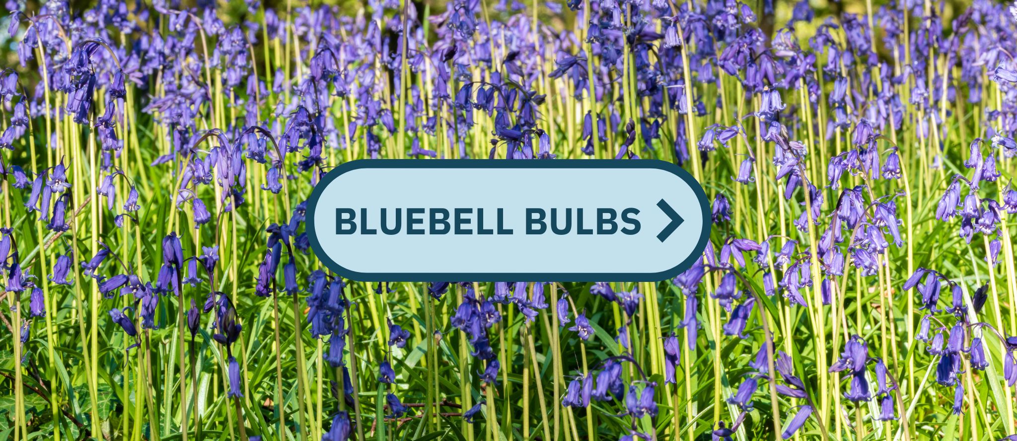 iRISH nATIVE blUEBELL bULBS