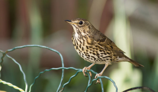 Song Thrush 