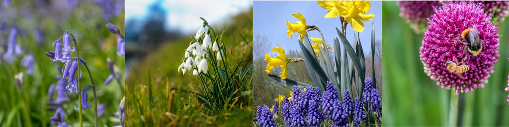 Spring Flowering Bulbs, Ireland