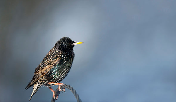 Starling Ireland