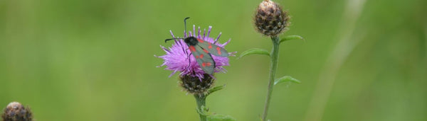 Common Knapweed with hoverfly 