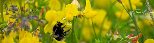 Bee feeding on Birdsfoot trefoil wildflower