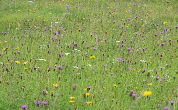 Wildflower Meadow Mix