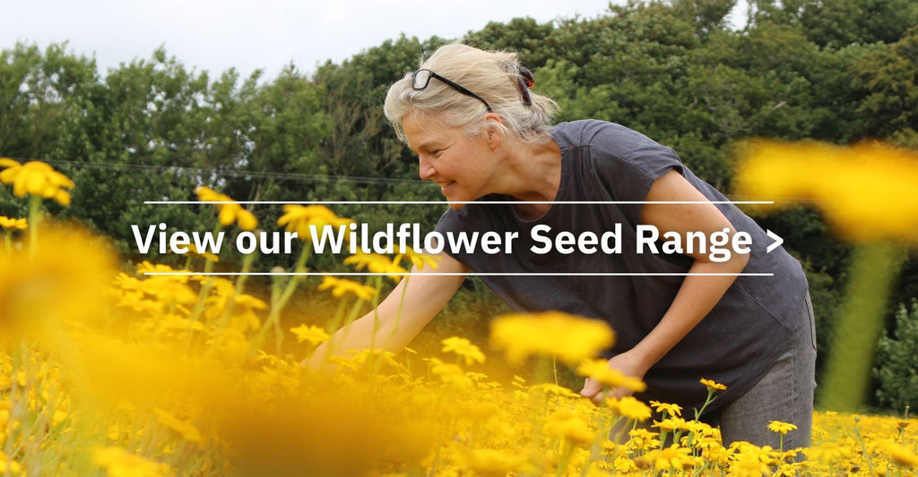 WOMAN pICKING WILDFLOWERS