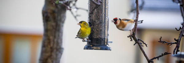 Wild birds eating breakfast at a seed feeder