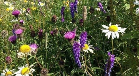 wildflowers for shaded areas blooming Native wildflower seeds