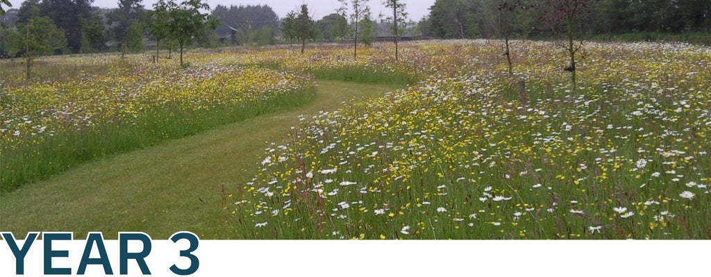 Year 3 wildflower meadow
