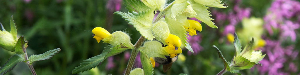 Yellow Rattle Seed Ireland