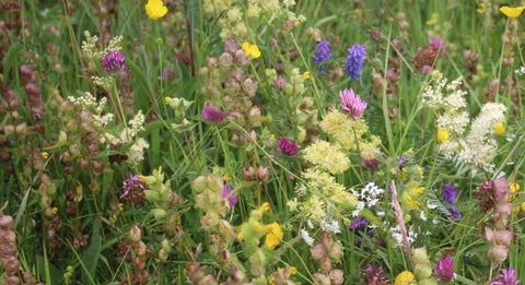 blooming Native wildflower seed local provenance to ireland