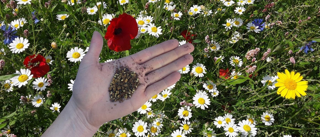 How to choose the right irish wildflower seed mixture for sowing in spring