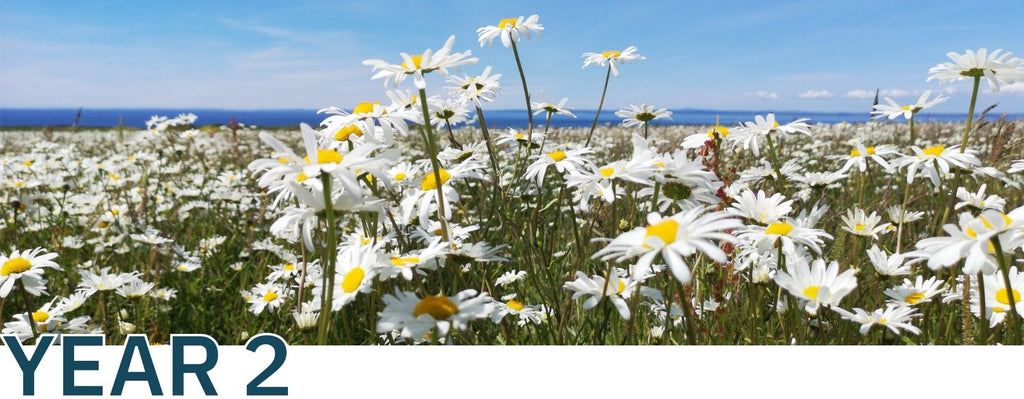 Oxeye Daisies