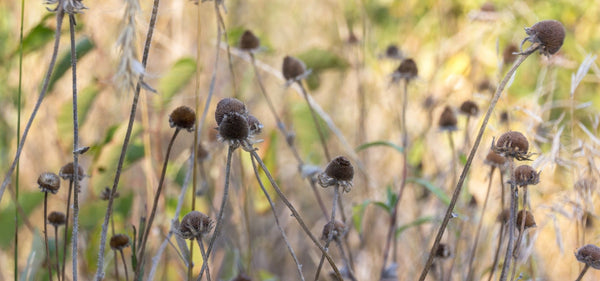 Dead, Dried Wildflowers - time to cut