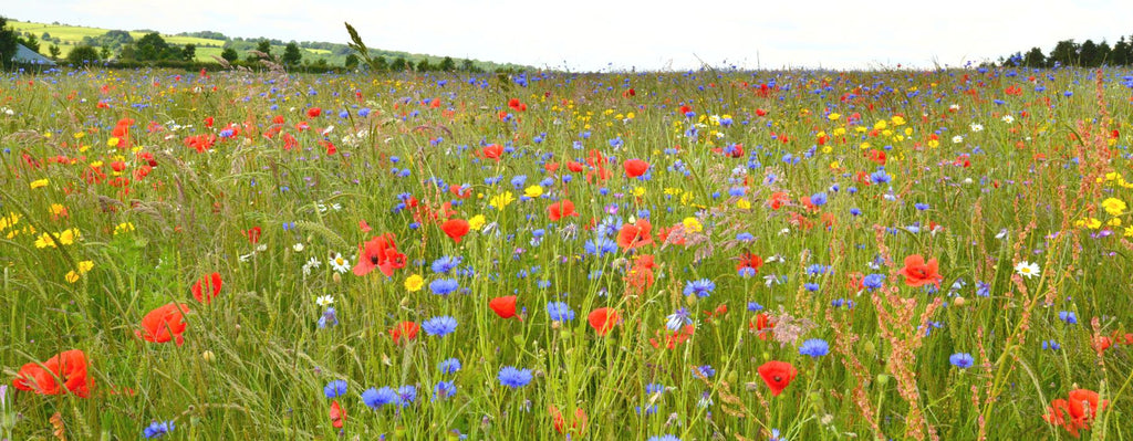 wildflower meadow 