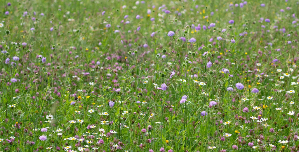 long lasting perennial wildflower meadow ireland