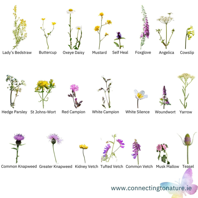 Native Irish Wildflowers for Shaded Areas | Connecting to Nature