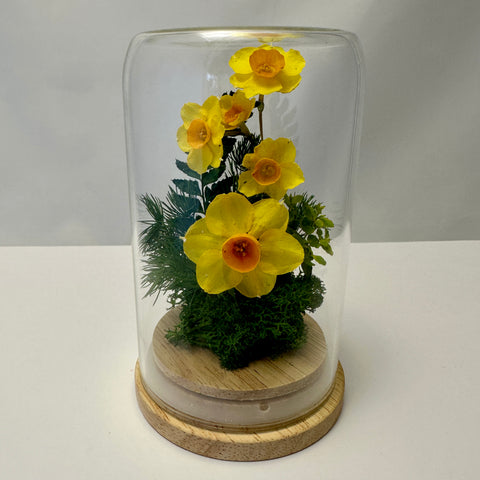 Dried flower daffodils in mini dome by Pink Trunk