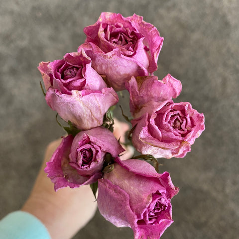 dried pink roses