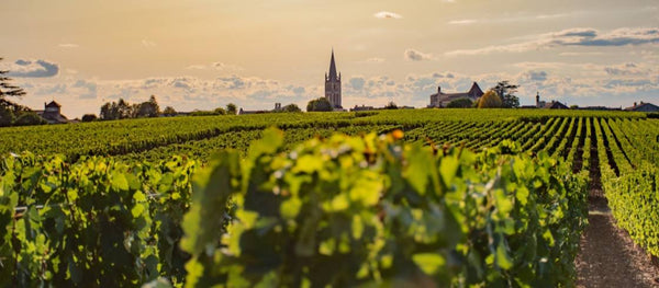 vignoble-bordeaux