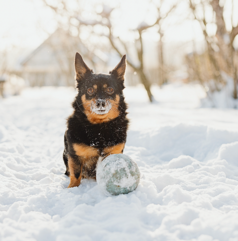 Being Active with your dog | Dog Performance Gear