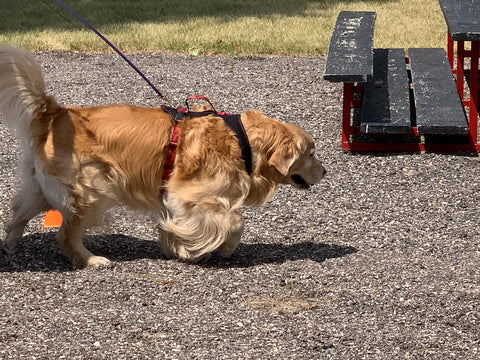 Golden retriever- Dog performance gear- harnesses