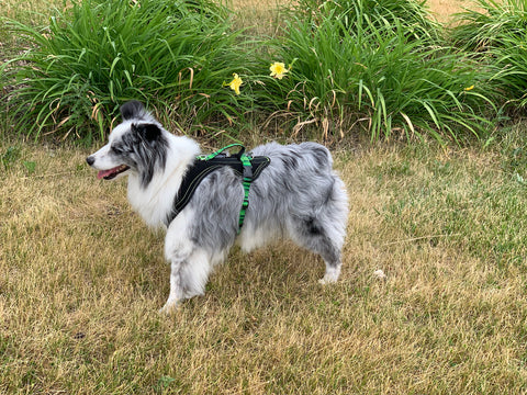 Mini American Shepherd-Dog performance gear- harnesses