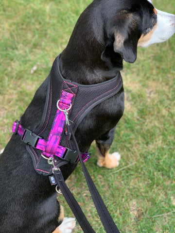 Unleash your freedom - leash talk with Dog Performance Gear