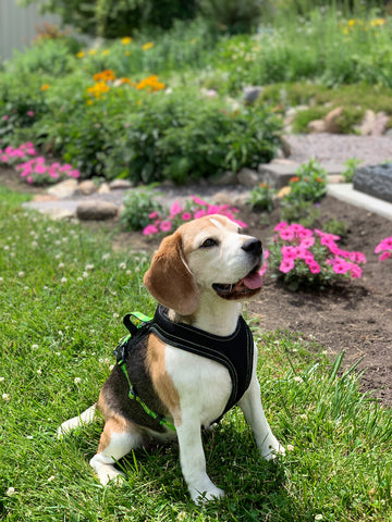 beagle- Dog performance gear- harnesses