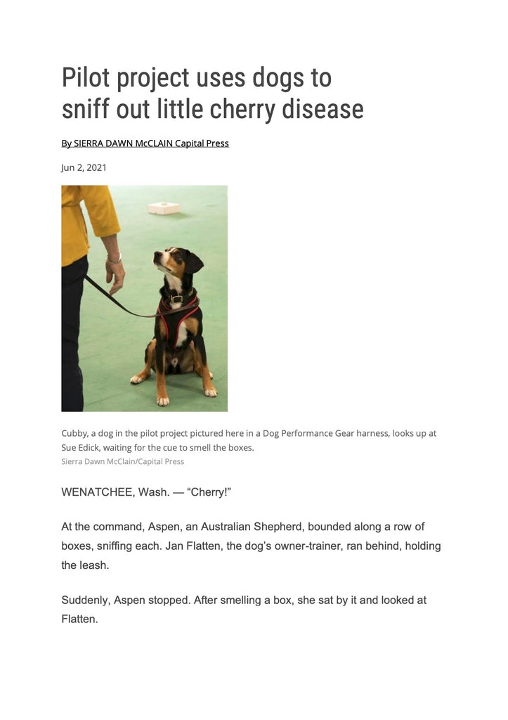 Sniffing out little cherry disease with style and comfort with Dog Performance Gear