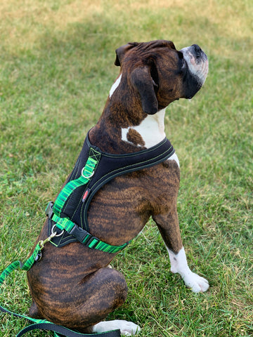 Boxer- Dog performance gear- harnesses