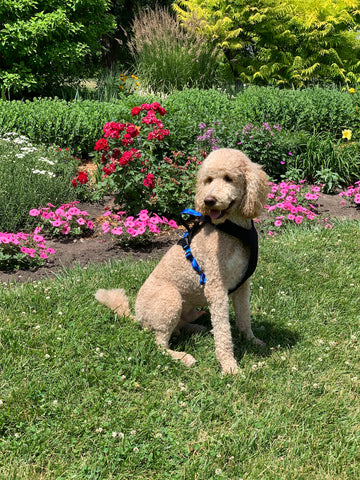 poodle-Dog performance gear- harnesses