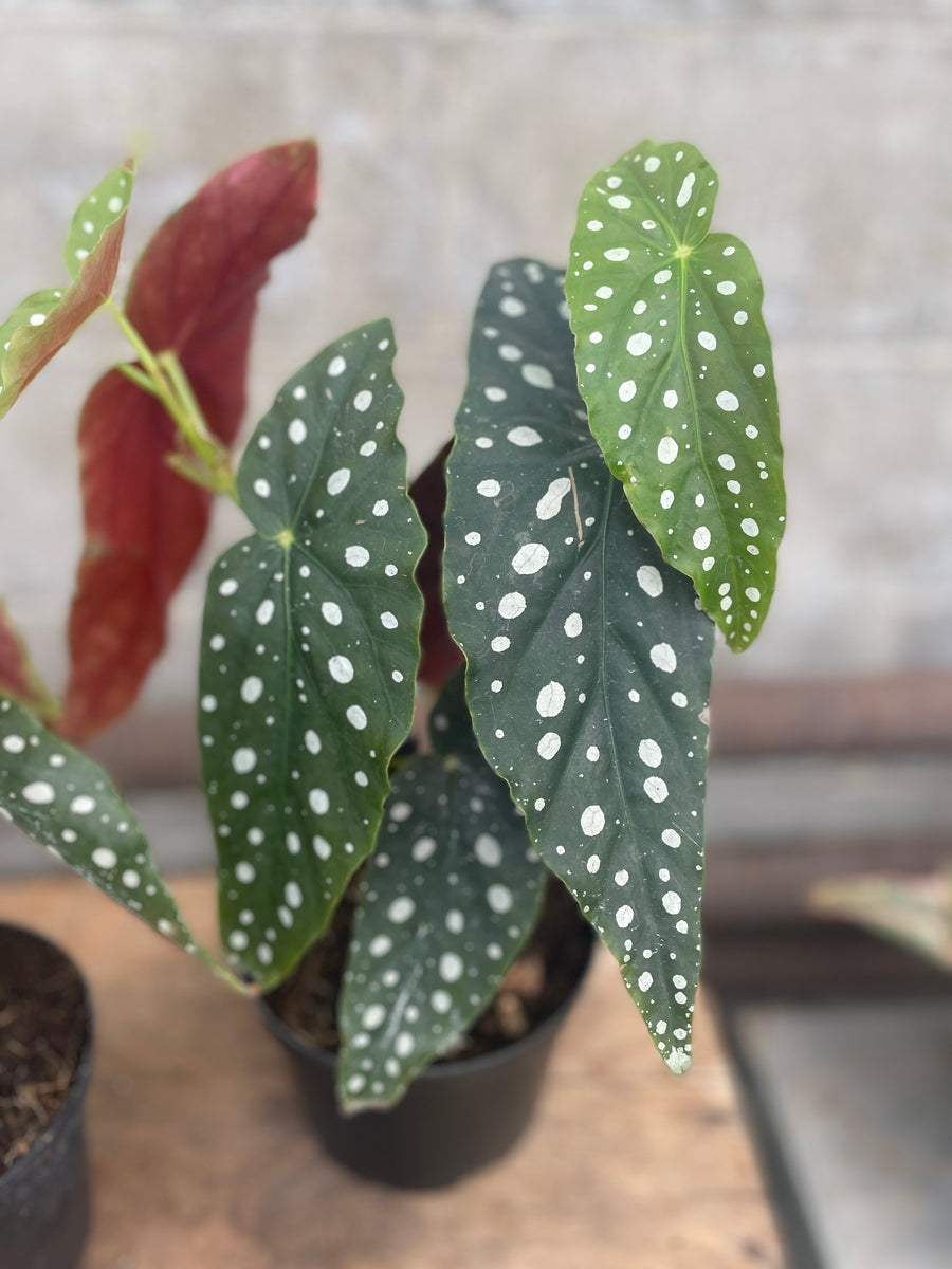 Begonia Maculata | Wilder & Rain Flowers