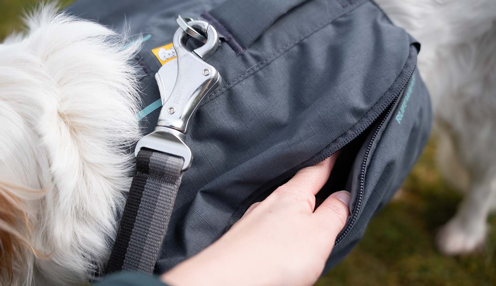 Hiking with your dog