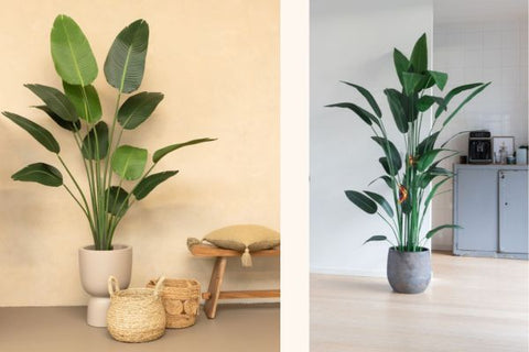 Strelitzia kunstplanten in een verschillende stijl